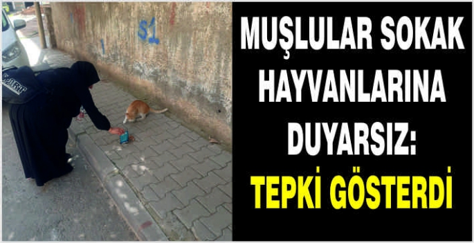 Muşlular sokak hayvanlarına duyarsız: Tepki gösterdi