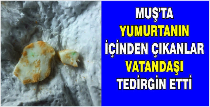 Muşta yumurtanın içinden çıkanlar vatandaşı tedirgin etti