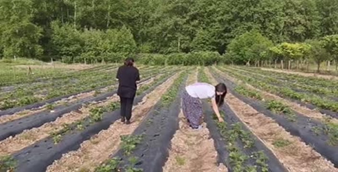 Müşteriler satın alacakları çilekleri kendileri topluyor