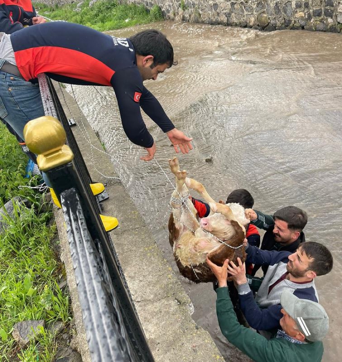 Nehire düşen buzağı kurtarmak için büyük çaba harcadılar