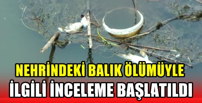 Nehrindeki balık ölümüyle ilgili inceleme başlatıldı