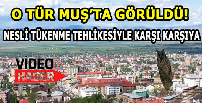 Nesli tükenme tehlikesi altında olan o tür Muş’ta görüldü! Görenler şaşkınlıklarını gizleyemedi