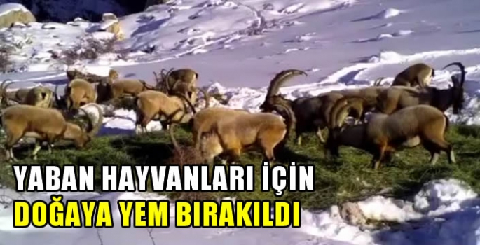 Yaban hayvanları için doğaya yem bırakıldı