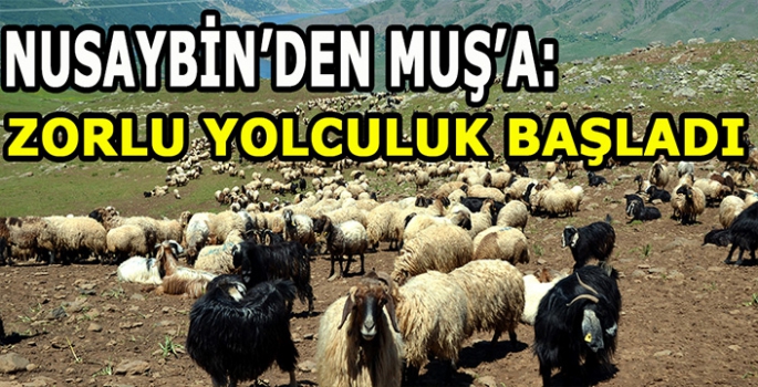 Nusaybin’den Muş’a zorlu yolculuk: Göçerlerin yayla yolculuğu sürüyor