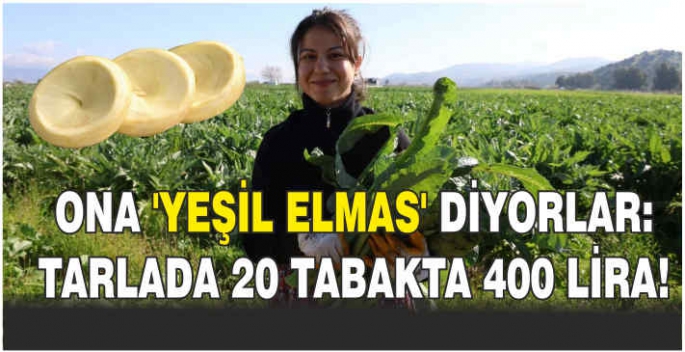 Ona 'yeşil elmas' diyorlar: Tarlada 20 tabakta 400 lira!