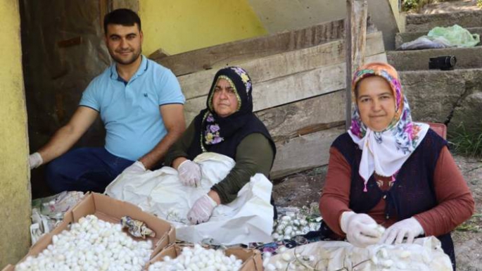 Ordu'da ipek böceği yetiştiriciliği yüzleri güldürüyor