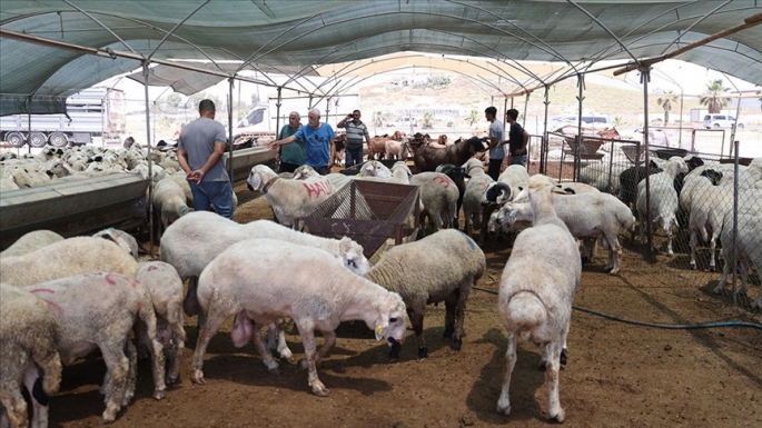 Otomobil hayvan pazarına daldı: Çok sayıda yaralı var!