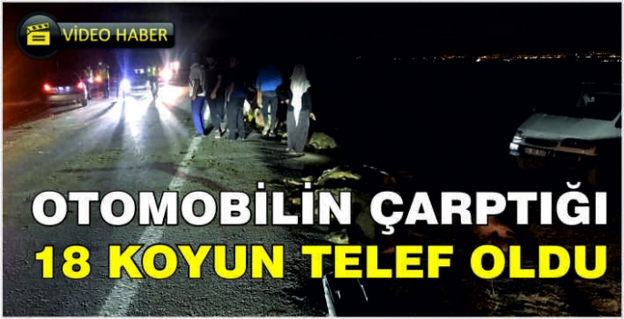 Otomobilin çarptığı 18 koyun telef oldu