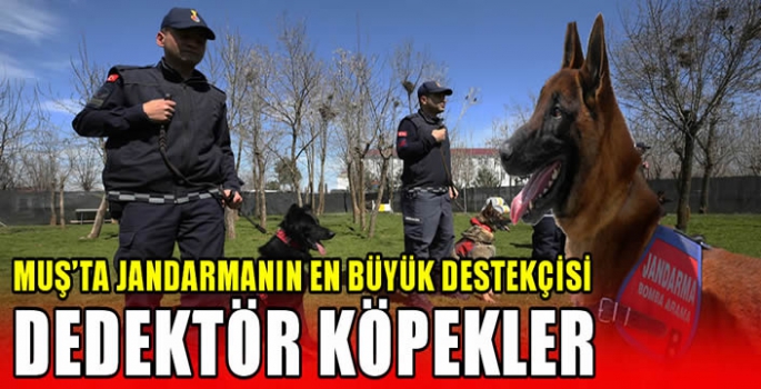 Muş'ta jandarmanın en büyük destekçisi dedektör köpekler