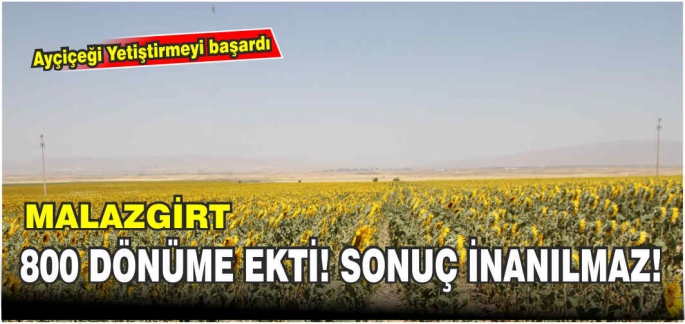 Pancar Diyarı Malazgirt’te Ayçiçeği de yetişiyor