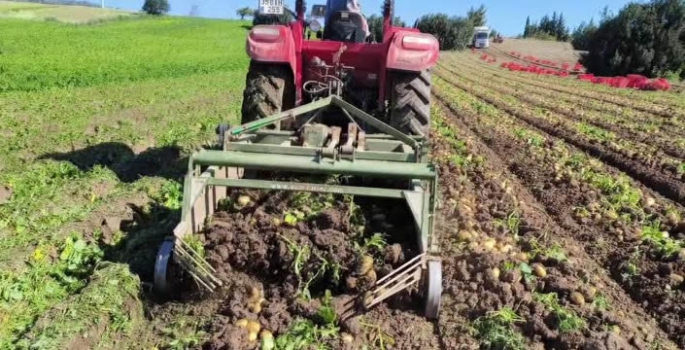 Datça'da patates hasadına başlandı