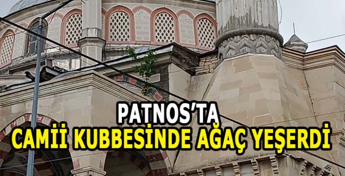 Patnos'ta Camii kubbesinde ağaç yeşerdi!