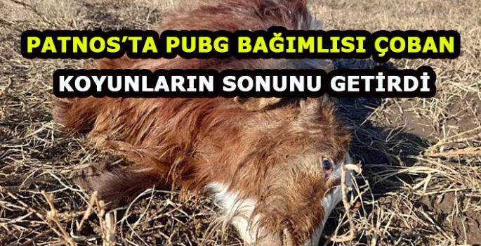 Patnos'ta Pubg bağımlısı çoban koyunları telef etti