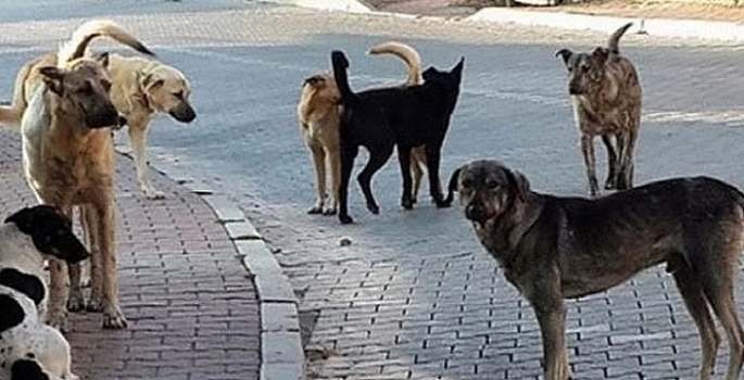 Patnos’ta Sokak köpeklerin saldırısına uğrayan çocuk ölümden döndü!