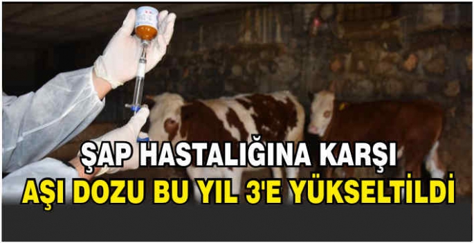 Şap hastalığına karşı aşı dozu bu yıl 3'e yükseltildi