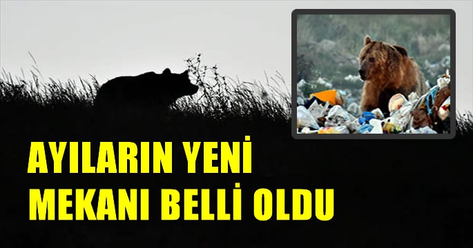 Şehir çöplüğü boz ayılar için tehdit oluşturuyor