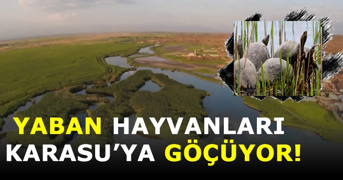 Serhat bölgesindeki yaban hayvanlarının tercihi Karasu