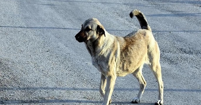 Sokak köpekleri yine dehşet saçtı