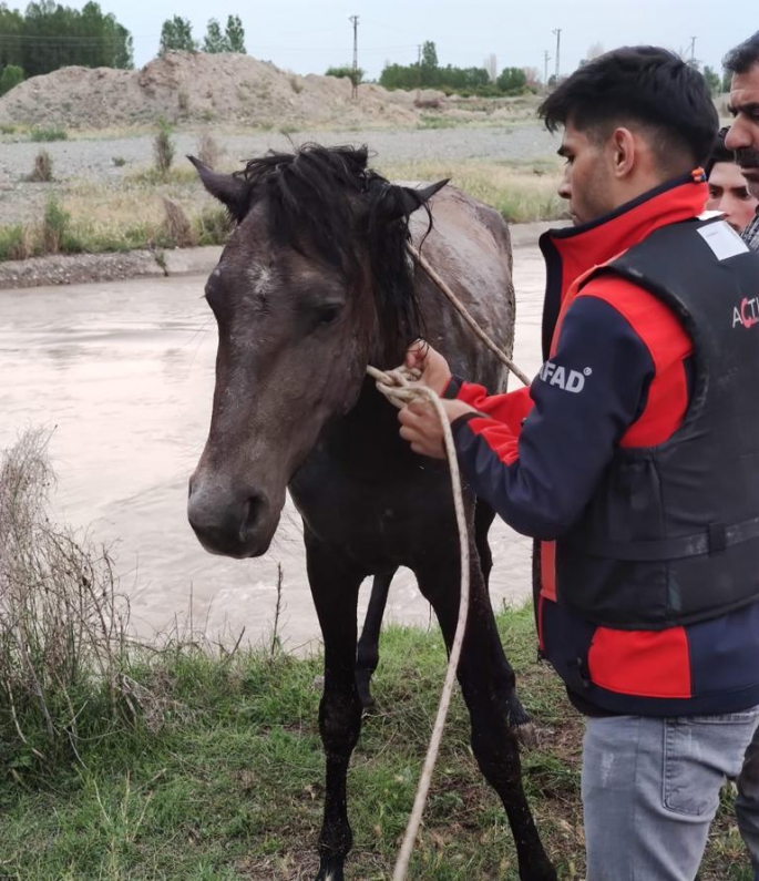 Sulama barajına düşen atı AFAD kurtardı