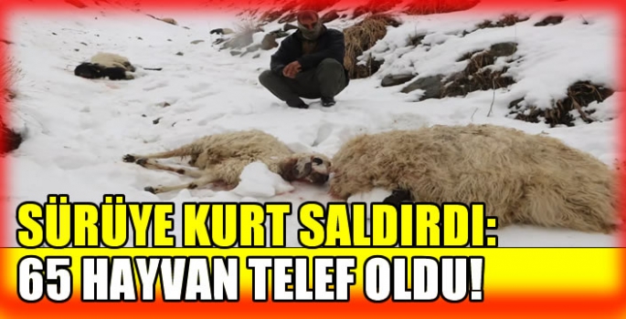 Sürüye kurt saldırdı: 65 hayvan telef oldu!