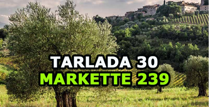 Tarlada kilosu 30 markette 239 TL: Hasadı başladı çiftçi geçen yılı mumla arıyor