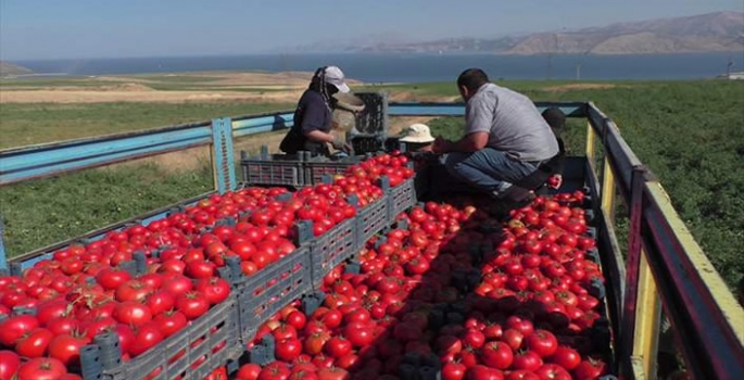 Tatvan'da domates hasadına başlandı