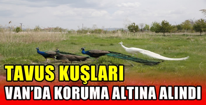 Tavus kuşları Van'da koruma altına alındı