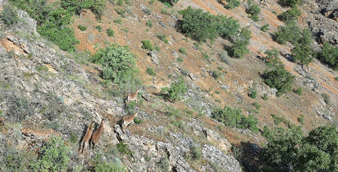 Terk edilmiş mezrada dağ keçileri dronla görüntüledi