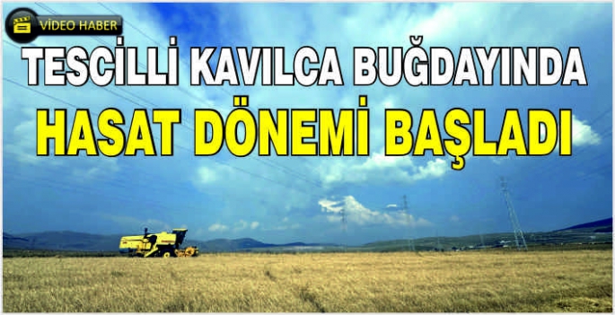 Tescilli kavılca buğdayında hasat dönemi başladı