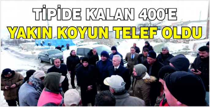 Tipide kalan 400'e yakın koyun telef oldu