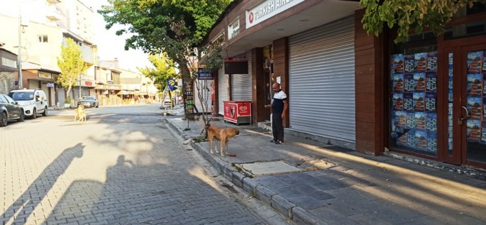 TÜMBULSEVDER sokak hayvanları için harekete geçiyor 