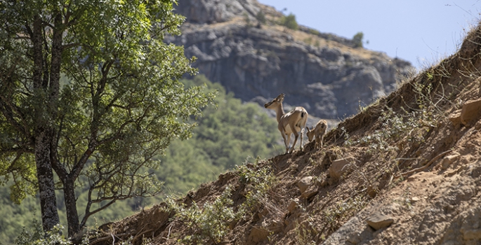 Tunceli'de koruma altındaki yaban keçileri yavrularıyla görüntülendi