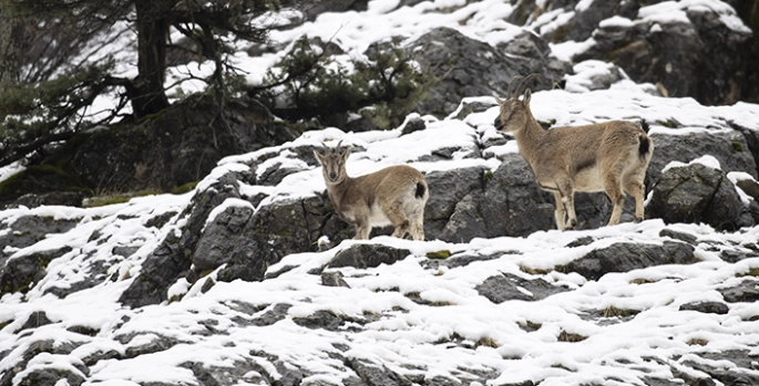 Tunceli'de yaban keçileri karlı dağlarda yiyecek bulmakta zorlandı