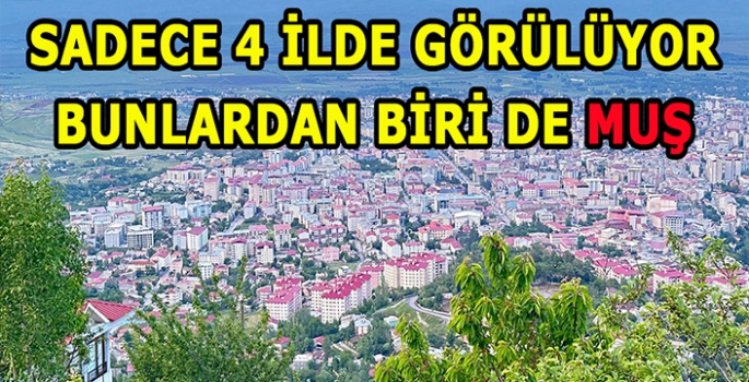 Türkiye’de sadece 4 ilde görülüyor:Bunlardan biri de Muş