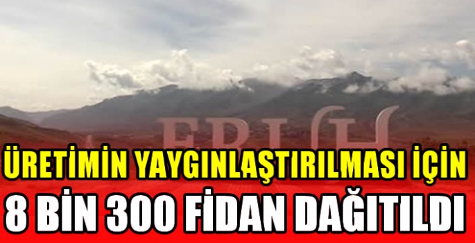  Üretimin yaygınlaştırılması için 8 bin 300 fidan dağıtıldı