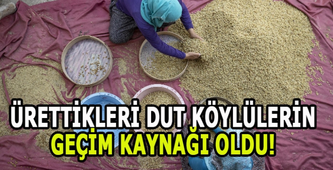 Ürettikleri dut köylülerin geçim kaynağı oldu! 225 üretici ciddi gelir kaynağı sağlıyor 