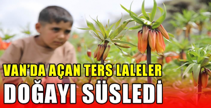 Van'da açan ters laleler doğayı süsledi