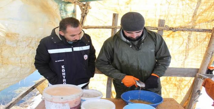 Van'da alabalık sağımı yapıldı