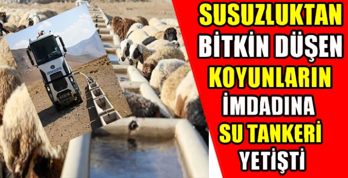 Van'da yayla dönüşü susuzluktan bitkin düşen koyunlara tankerlerle su taşındı