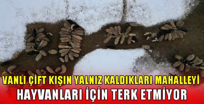 Vanlı çift kışın yalnız kaldıkları mahalleyi hayvanları için terk etmiyor