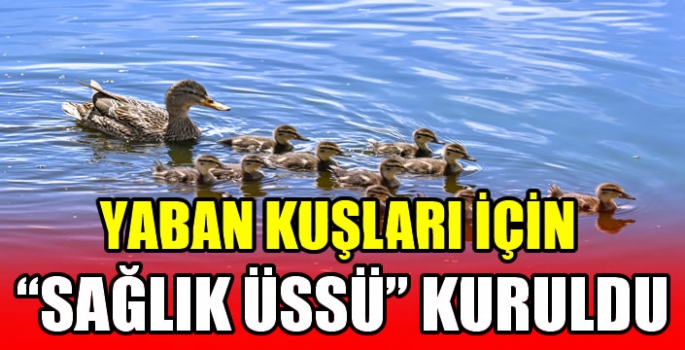 Yaban kuşları için 