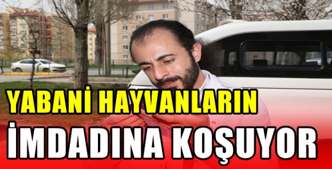 Yabani hayvanların imdadına koşuyor