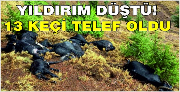 Yıldırım düştü! 13 keçi telef oldu