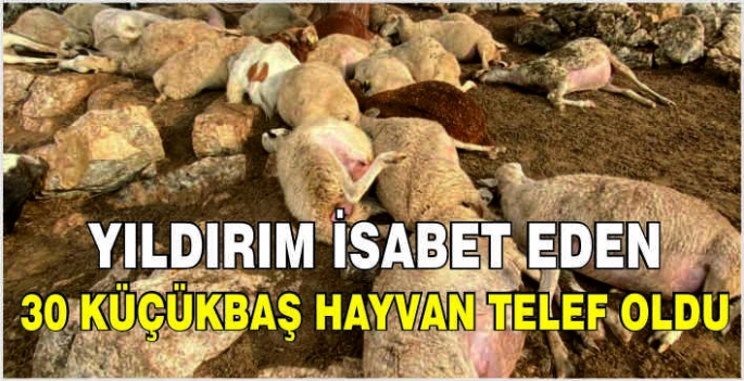  Yıldırım isabet eden 30 küçükbaş hayvan telef oldu