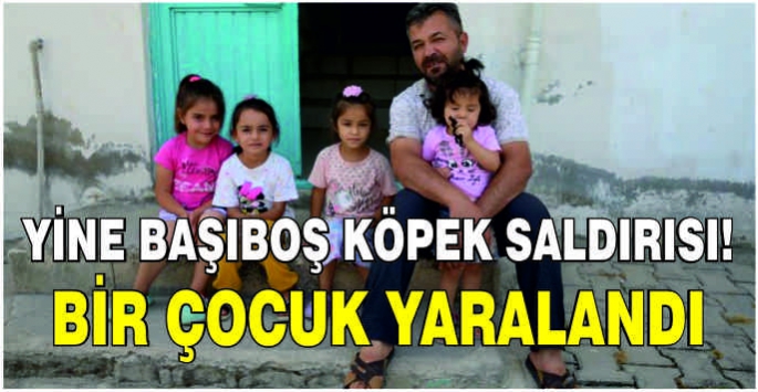 Yine başıboş köpek saldırısı! Bir çocuk yaralandı