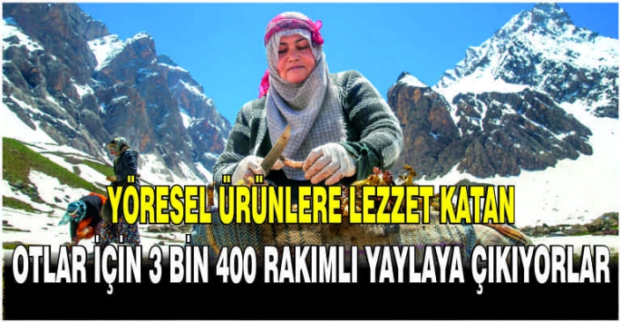  Yöresel ürünlere lezzet katan otlar için 3 bin 400 rakımlı yaylaya çıkıyorlar