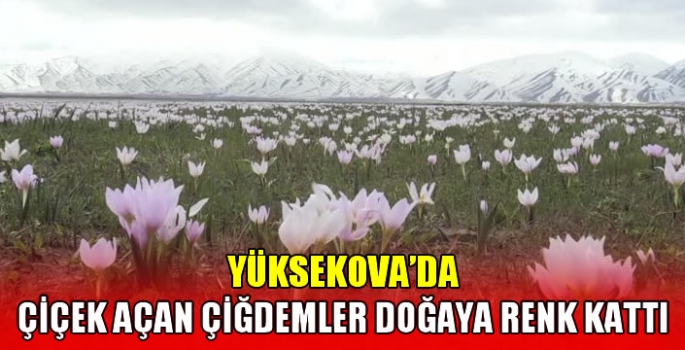 Yüksekova'da çiçek açan çiğdemler doğaya renk kattı