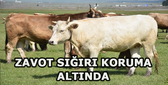 zavot sığırı koruma altında